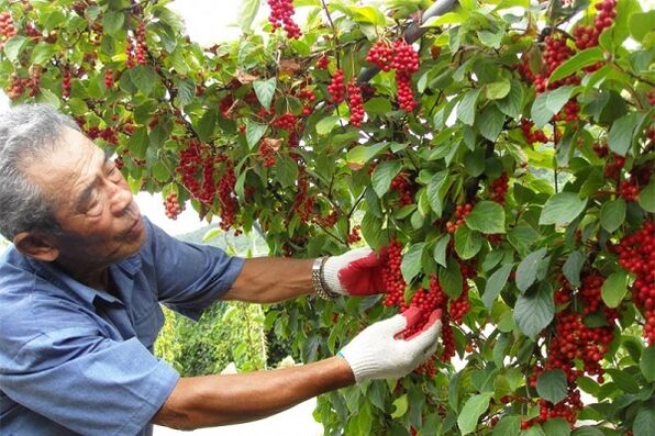By consuming fruits of Chinese schizandra, a man will strengthen his potency